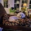 ritzydoodle